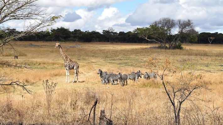 Россия и Республика Конго определили приоритетные направления сотрудничества