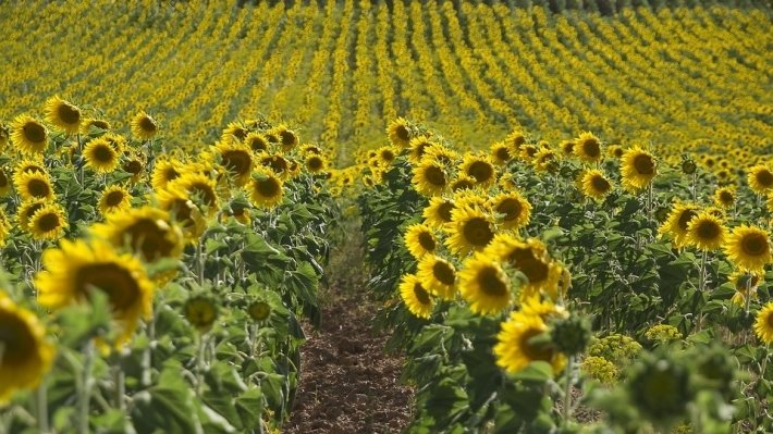 В США дали прогноз о росте урожая подсолнечника и кукурузы в России