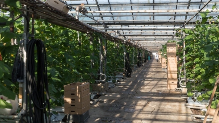 Экономист Дудчак оценил положительное влияние санкций США на развитие АПК РФ