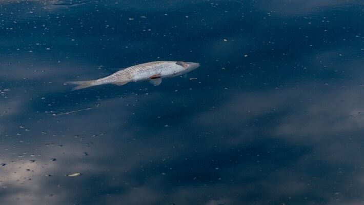 Эксперт оценил ущерб и последствия экокатастрофы в Норильске