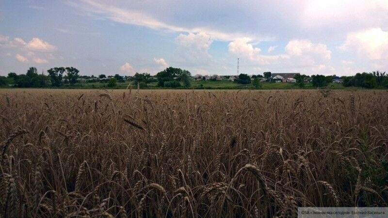 Российские производители просят кабмин ввести пошлину на экспорт зерна