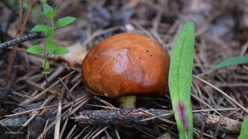 Грибы причислили к сельхозпродукции в России