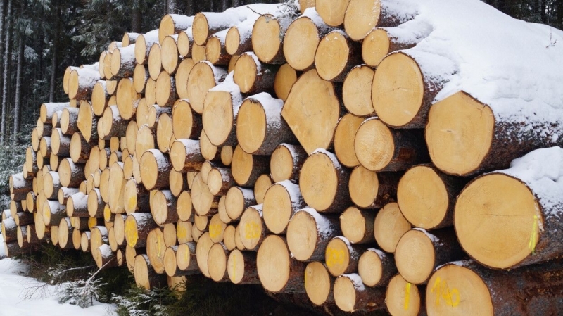 Архангельская область получит систему контроля за оборотом древесины