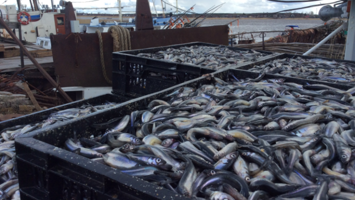 Абрамченко предложила рассмотреть новые меры поддержки рыболовов