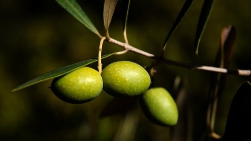 Израильские археологи обнаружили следы древнейшего оливкового завода