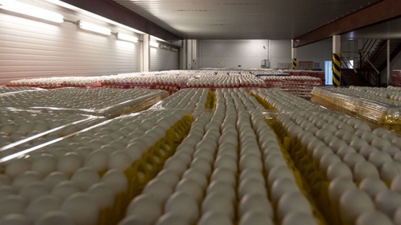 Российские птицефабрики сообщили о нехватке инкубационных яиц