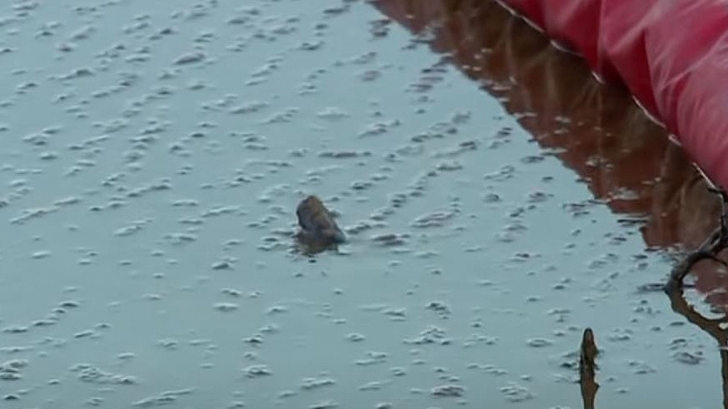 Разлив нефти произошел в результате прорыва трубопровода в ЯНАО