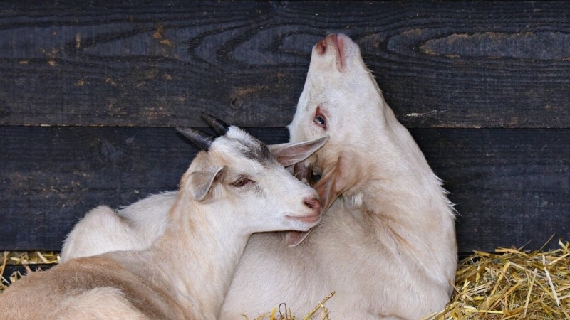 Власти штата Коннектикут конфисковали 65 коз у экологической активистки