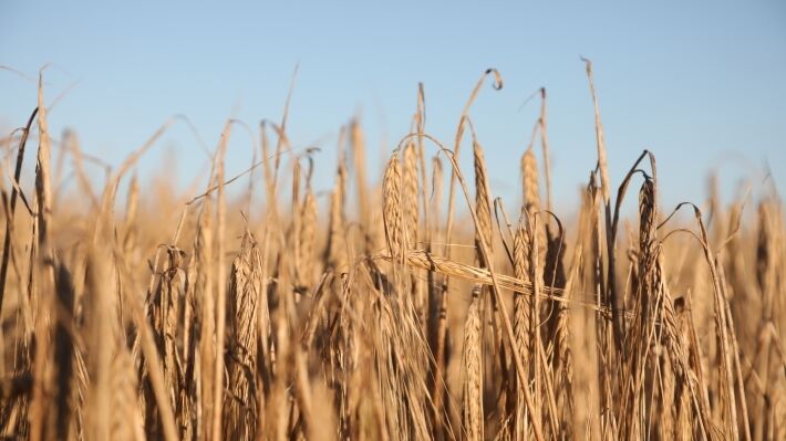 Россия поразила американцев объемами урожая пшеницы