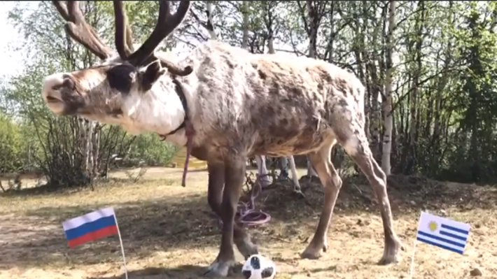 Олень-предсказатель по кличке Марик назвал победителя матча Россия-Уругвай