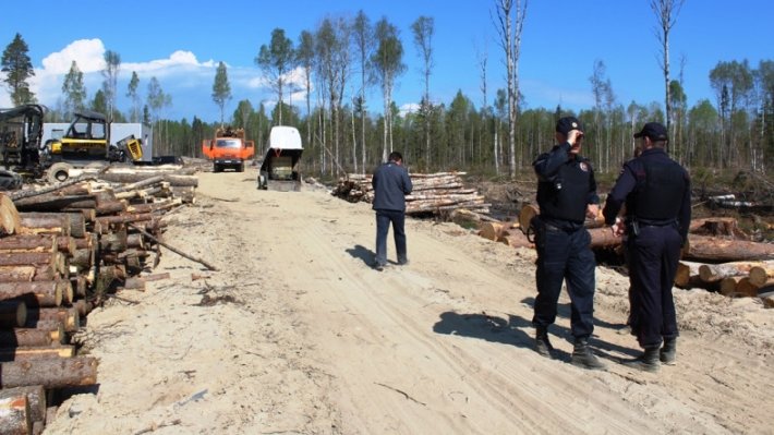 Медведев призвал усилить надзор за вырубкой леса