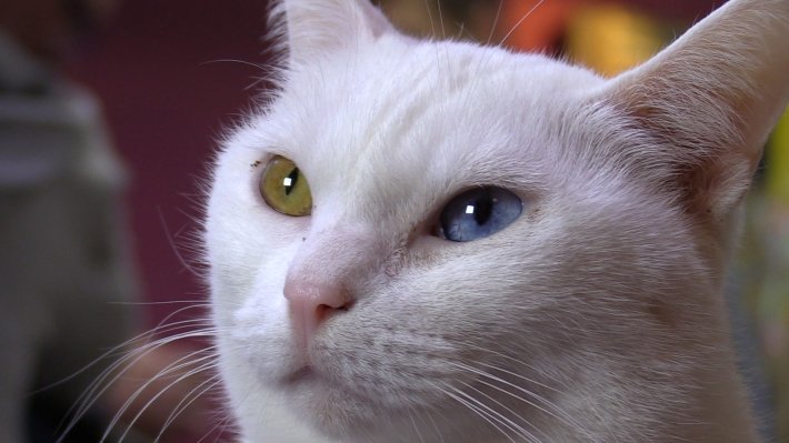 Эрмитажный кот Ахилл отдал предпочтение Швейцарии в матче 1/8 ЧМ по футболу