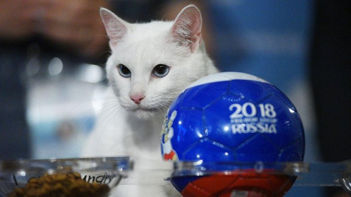 Кот Ахилл предсказал победу бельгийцев в матче с Францией