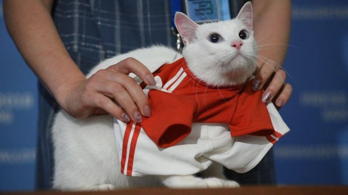 Эрмитажный кот Ахилл сделает последнее предсказание на ЧМ-2018