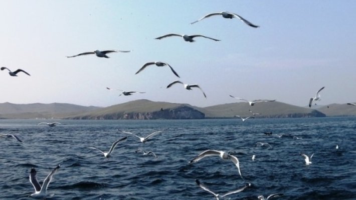 В озере Байкал станет больше рыбы