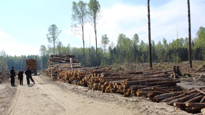 Объемы вырубок лесов в России начнут соответствовать объему посадок к 2024 году