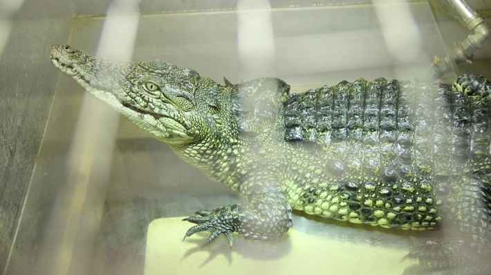 В Армении построят крокодиловую ферму