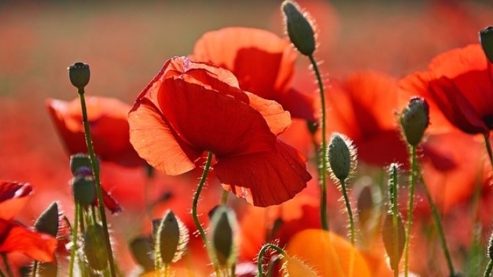 Наркотический мак для обезболивания будет выращивать завод в Москве