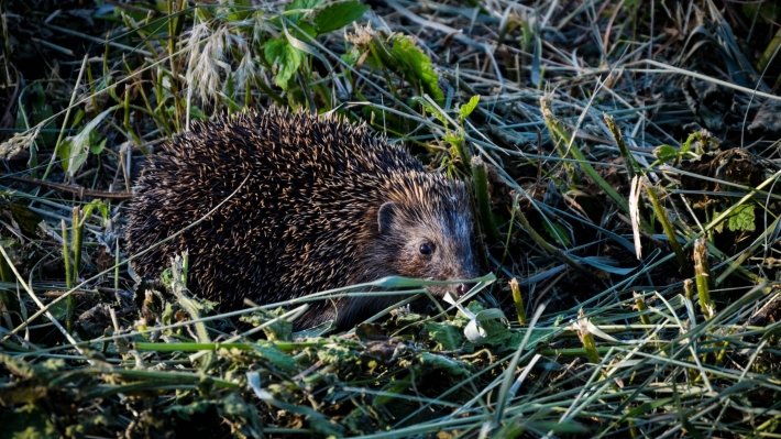 Пожарные в Курске при тушении травы возле аэропорта спасли маленького ежа