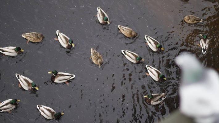 В Сети появился ролик, как утки "штурмуют" завод под Арзамасом