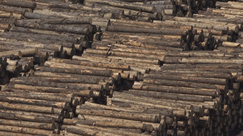 Абрамченко заявила о важности модернизации пунктов пропуска древесины из РФ