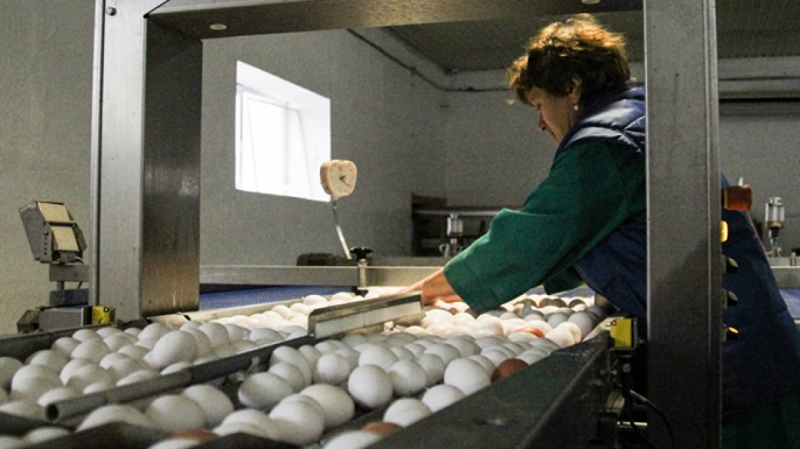 Глава Россельхознадзора сообщил, какие яйца нужны для вакцины от коронавируса