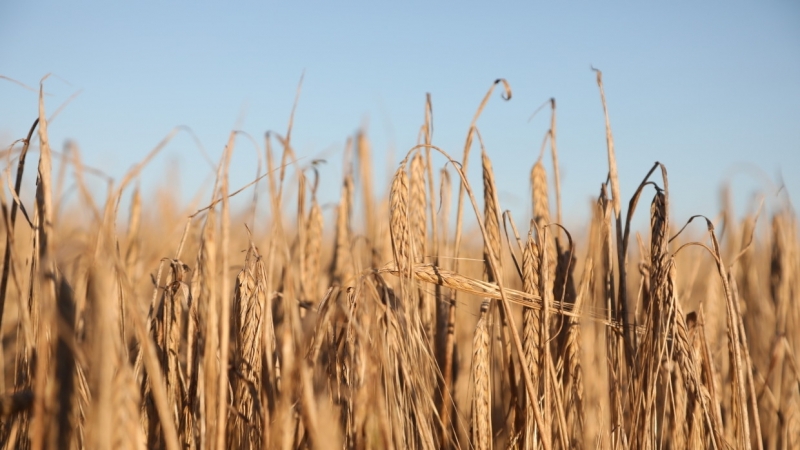 Аномальная жара угрожает урожаю зерновых в России