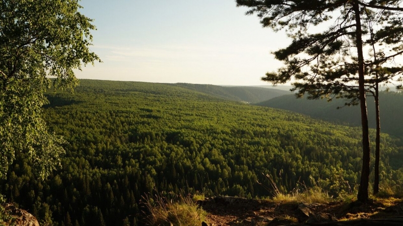 Российско-китайские АЭС окажут эффект миллиона квадратных километров тайги
