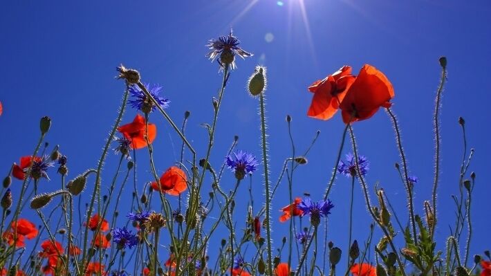 Как изменят жизнь россиян законы, вступающие в силу с июня 2021 года