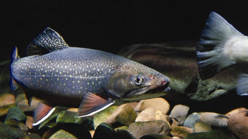 Бесполый вид форели выведут в Сочи для продажи