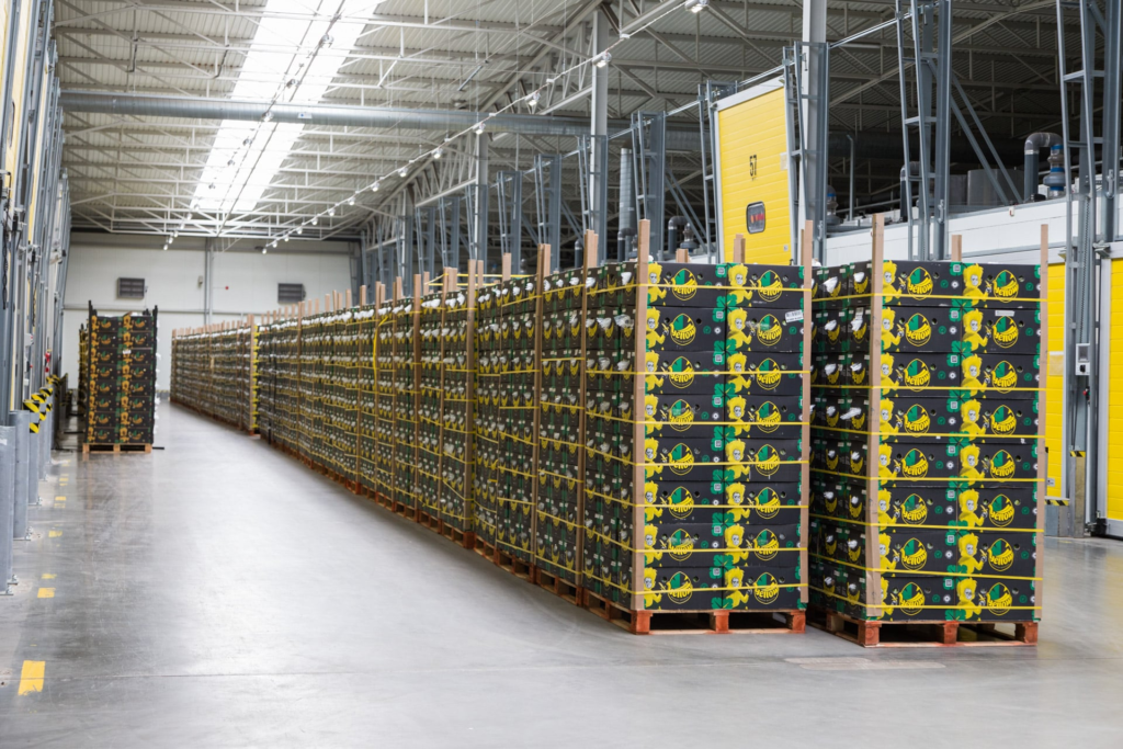 Камеры газации бананов: технология созревания фруктов в промышленных масштабах